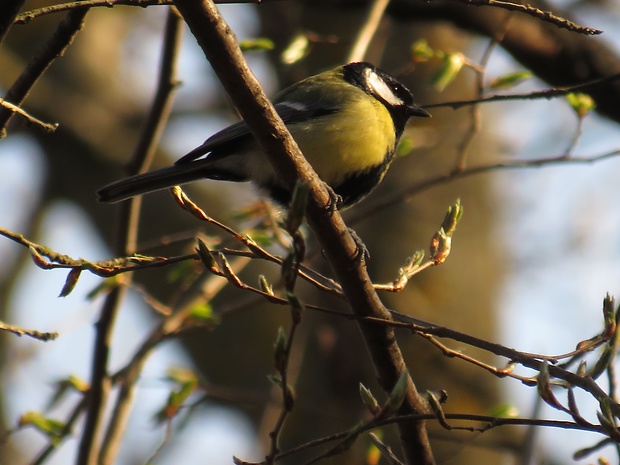 sýkorka bielolíca  Parus major