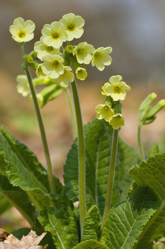 prvosienka vyššia Primula elatior (L.) L.