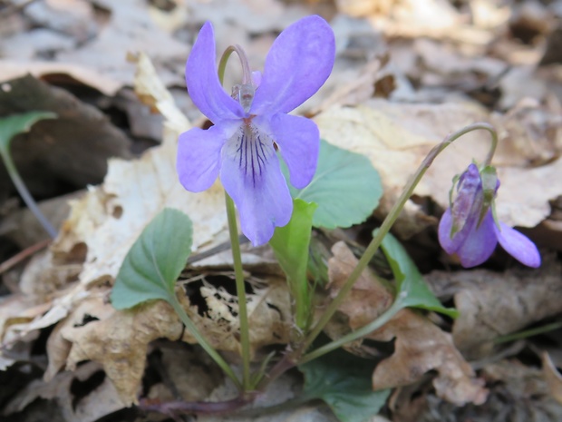 fialka lesná Viola reichenbachiana Jord. ex Boreau