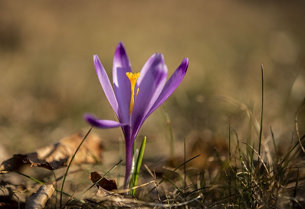 šafran spišský Crocus discolor G. Reuss