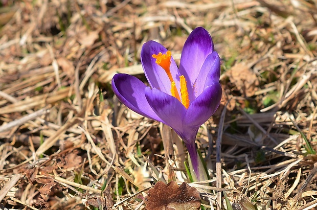 šafran spišský Crocus discolor G. Reuss