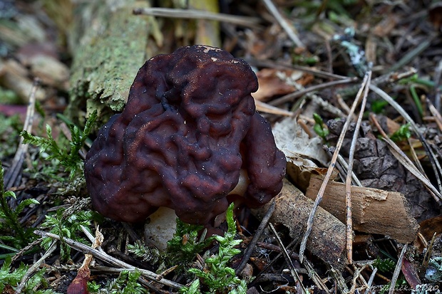 ušiak obyčajný Gyromitra esculenta (Pers.) Fr.