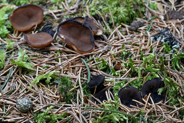 misôčka Pseudoplectania sp.