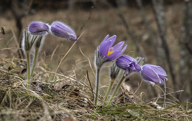 poniklec slovenský Pulsatilla slavica Reuss