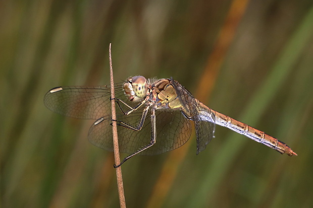 vážka Sympetrum meridionale