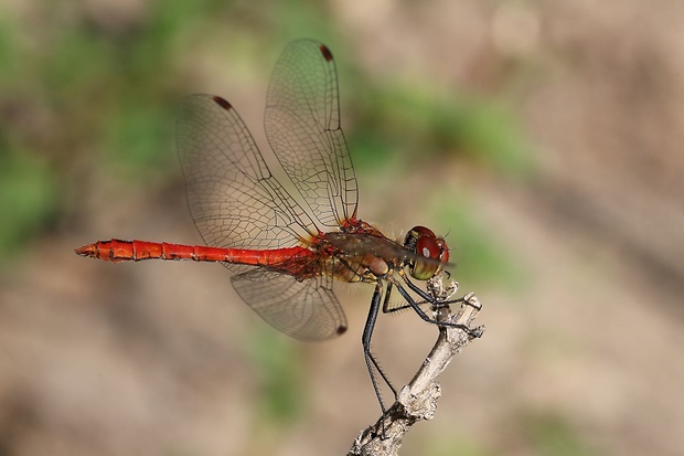 vážka červená Sympetrum sanguineum