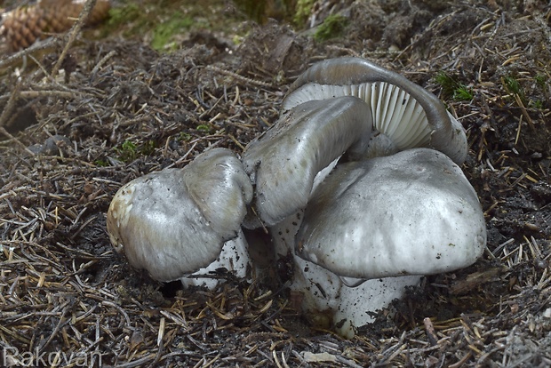 šťavnačka marcová Hygrophorus marzuolus (Fr.) Bres.