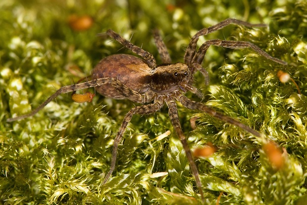 sliedič Pardosa lugubris