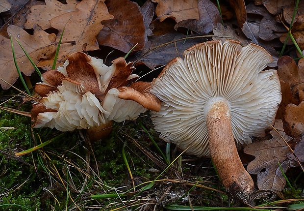 čírovka Tricholoma sp.