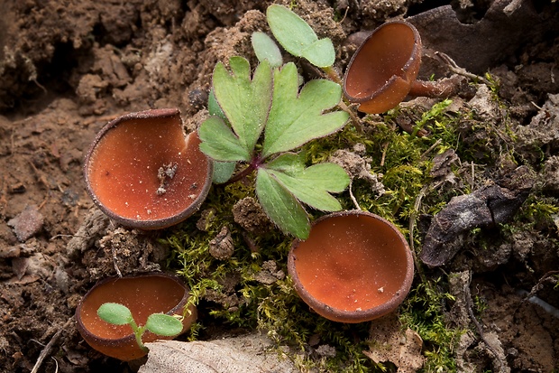 hľuznatka veternicová Dumontinia tuberosa (Bull.) L.M. Kohn