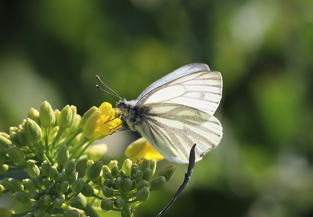 mlynárik repkový  Pieris napi