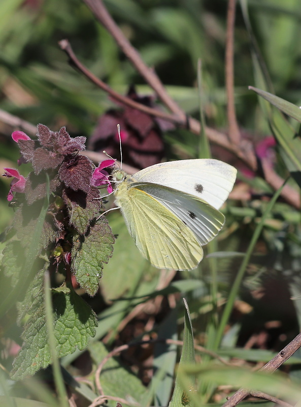 mlynárik repový  Pieris rapae