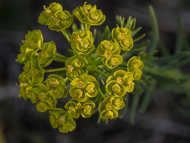 mliečnik chvojkový Tithymalus cyparissias (L.) Scop.