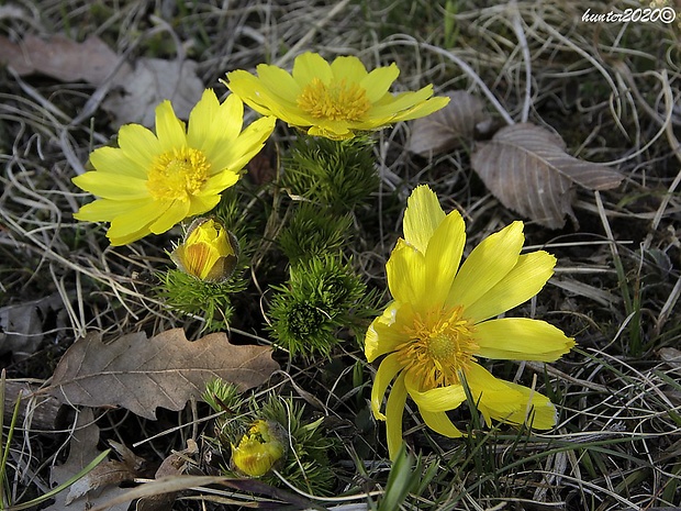 hlaváčik jarný Adonis vernalis L.