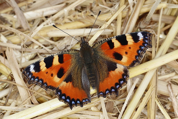 babôčka pŕhľavová Aglais urticae