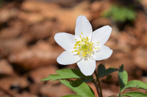 veternica hájna Anemone nemorosa L.