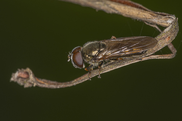 černuška Cheilosia vicina