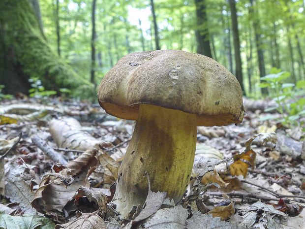 hríb modrejúci Cyanoboletus pulverulentus (Opat.) Gelardi, Vizzini & Simonini