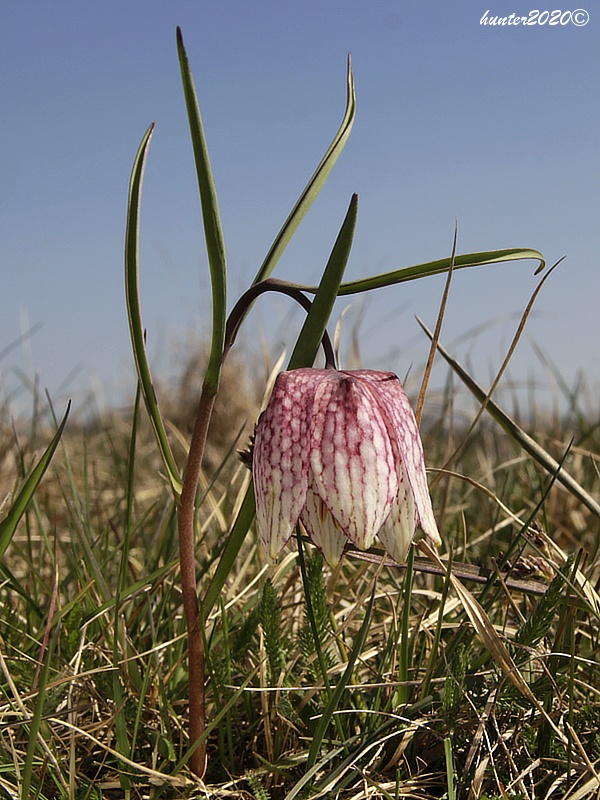 korunkovka strakatá Fritillaria meleagris L.