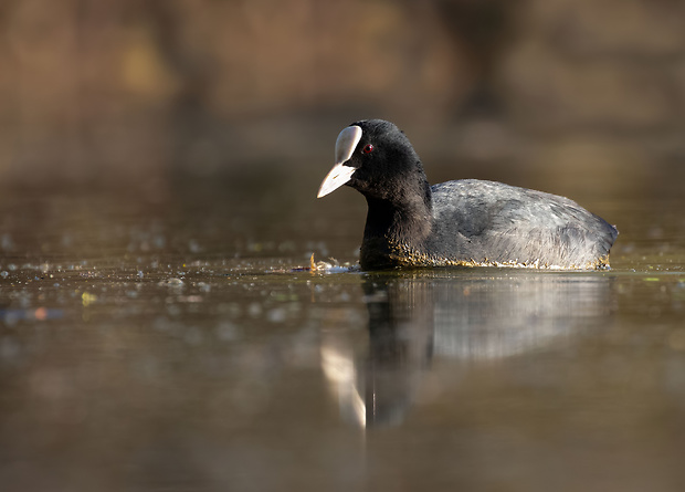 lyska čierna Fulica atra