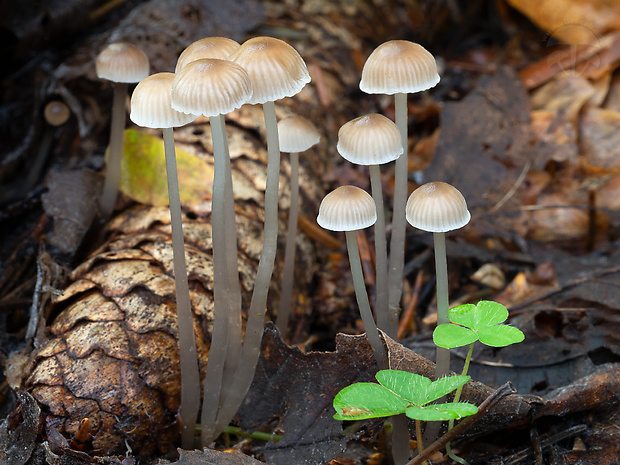 prilbička obyčajná Mycena vulgaris (Pers.) P. Kumm.