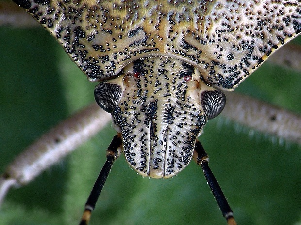 bzdocha sivastá (sk) / kněžice mlhovitá (cz) Rhaphigaster nebulosa Poda, 17611