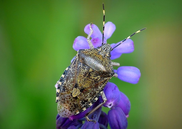 bzdocha sivastá (sk) / kněžice mlhovitá (cz) Rhaphigaster nebulosa Poda, 17611