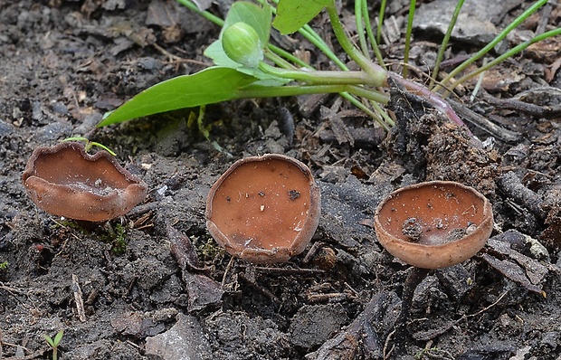 hľuznatka  Sclerotinia ficariae Rehm