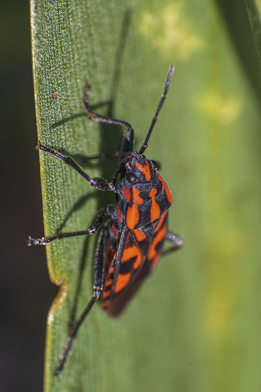 behavka skalná Spilostethus saxatilis