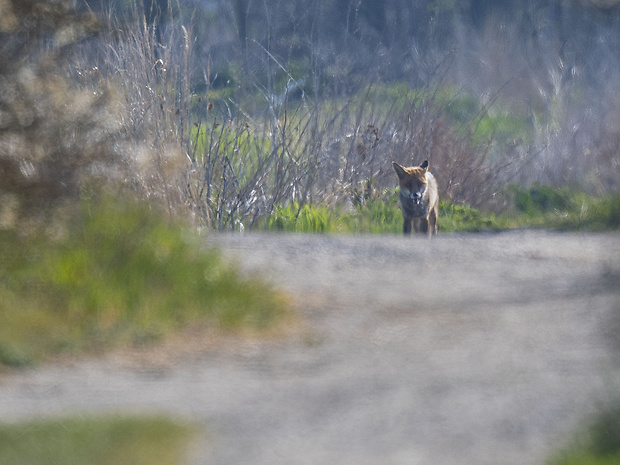 líška obyčajná Vulpes vulpes