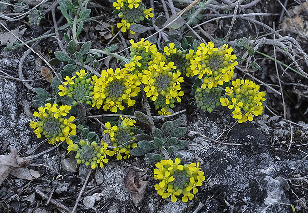 tarica kopcová pravá Alyssum montanum subsp. montanum L.