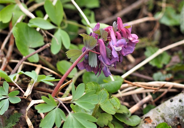 chochlačka plná Corydalis solida (L.) Clairv.