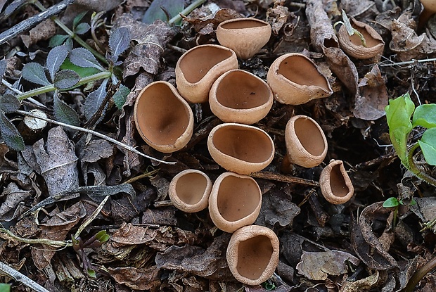 hľuznatka veternicová Dumontinia tuberosa (Bull.) L.M. Kohn