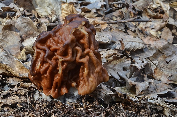 ušiak obrovský Gyromitra gigas (Krombh.) Cooke