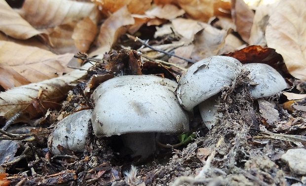 šťavnačka marcová Hygrophorus marzuolus (Fr.) Bres.