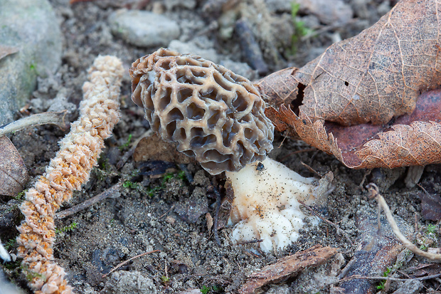 smrčok jedlý Morchella esculenta (L.) Pers.