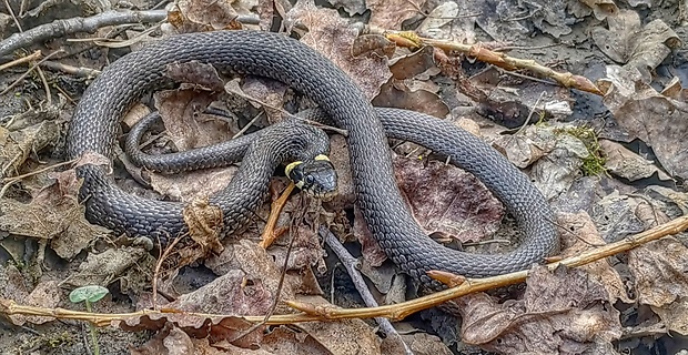 užovka obyčajná Natrix natrix