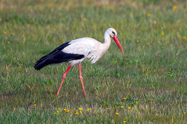 bocian biely  Ciconia ciconia