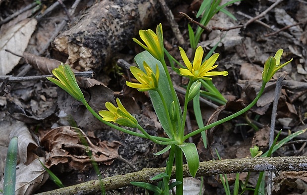 krivec žltý Gagea lutea (L.) Ker Gawl.