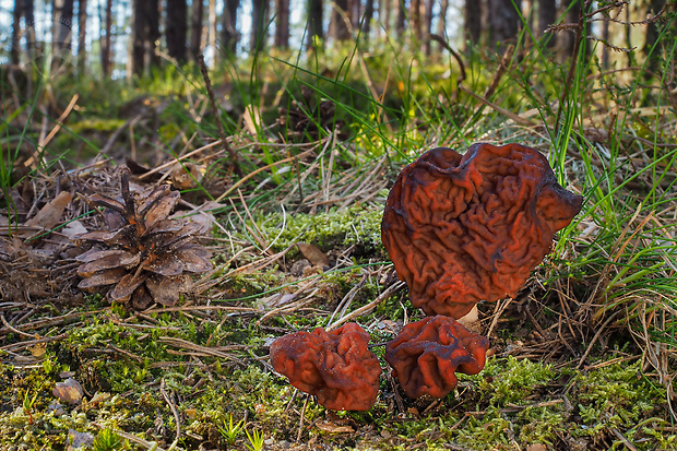 ušiak obyčajný Gyromitra esculenta (Pers.) Fr.