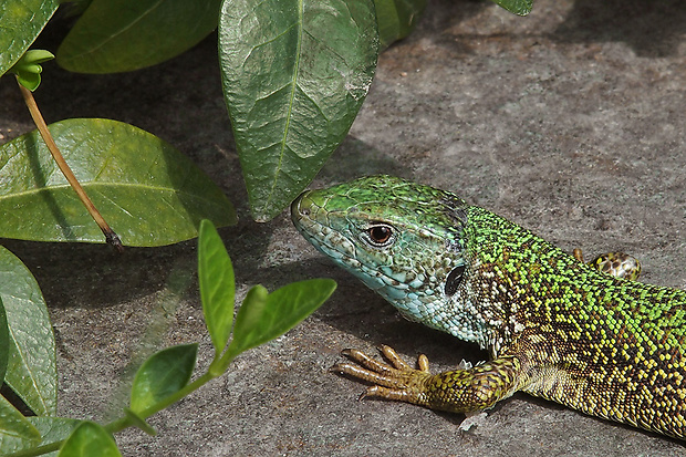 jašterica zelená Lacerta viridis