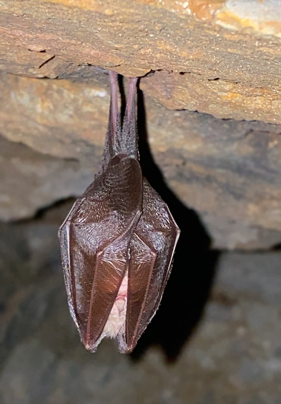 podkovár malý Rhinolophus hipposideros