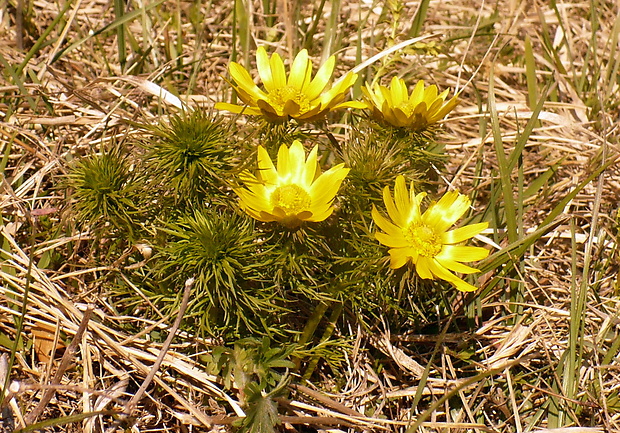 hlaváčik jarný Adonis vernalis L.