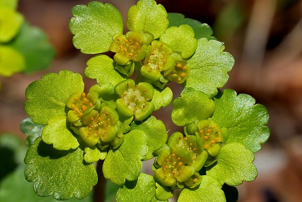 slezinovka striedavolistá Chrysosplenium alternifolium L.