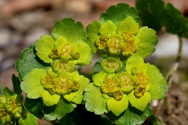 slezinovka striedavolistá Chrysosplenium alternifolium L.