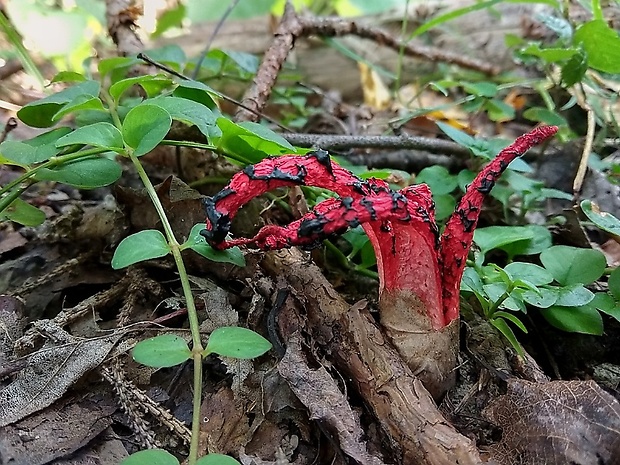 mrežovka kvetovitá Clathrus archeri (Berk.) Dring