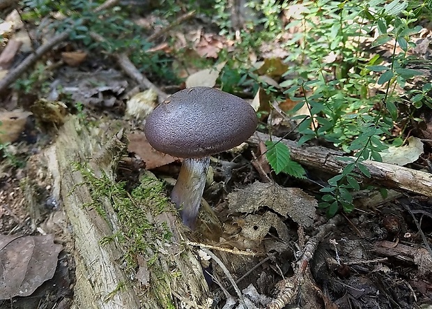 pavučinovec hercýnsky Cortinarius hercynicus (Pers.) M.M. Moser