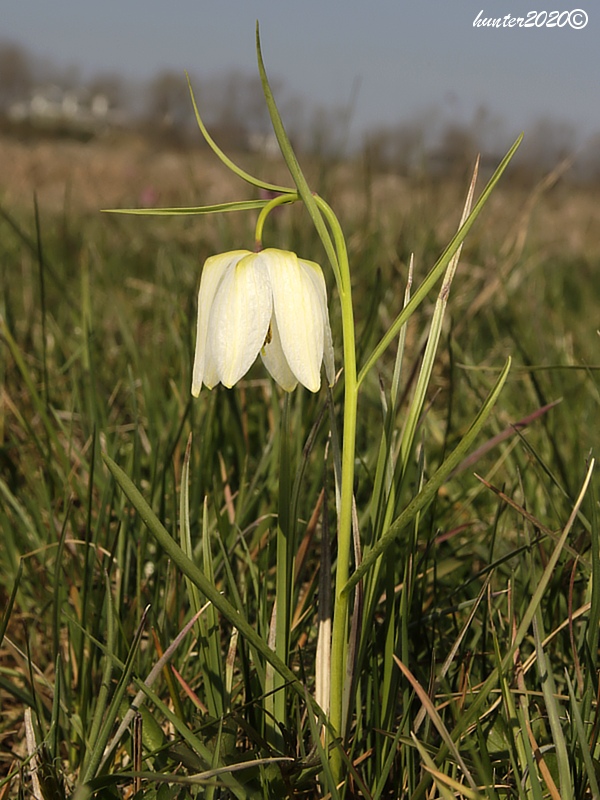 korunkovka strakatá Fritillaria meleagris L.