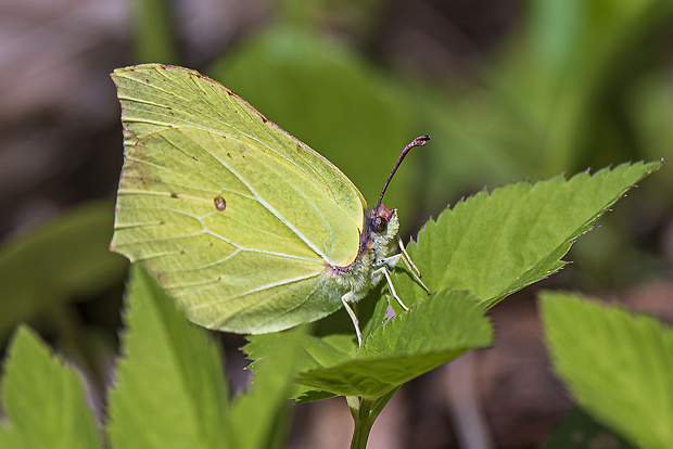 žltáčik rešetliakový Gonopteryx rhamni