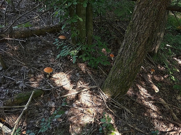 kozák osikový Leccinum albostipitatum den Bakker & Noordel.